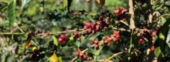 Joe Bean Costa Rica Finca El Mango -Coffee Makers Store CoffeeCherryImageforWLL 1